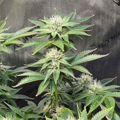 Runtz growlog timeline photo