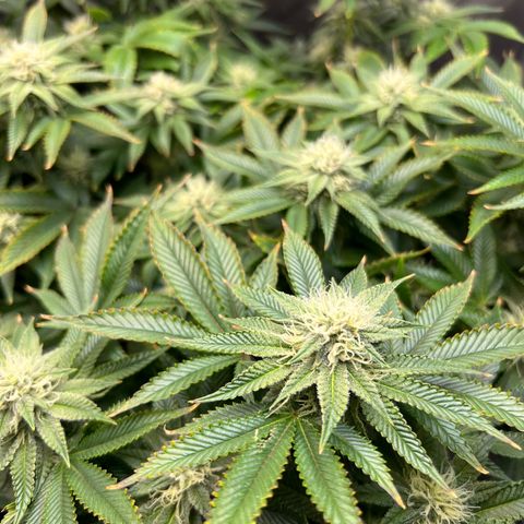 Runtz growlog timeline photo