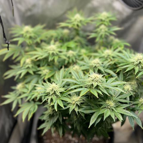 Runtz growlog timeline photo