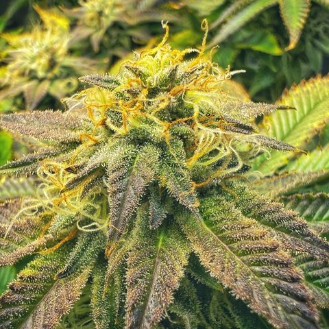 Runtz growlog timeline photo