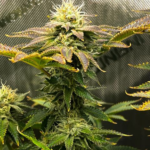 Runtz growlog timeline photo