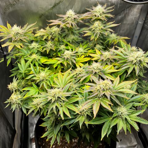 Runtz growlog timeline photo