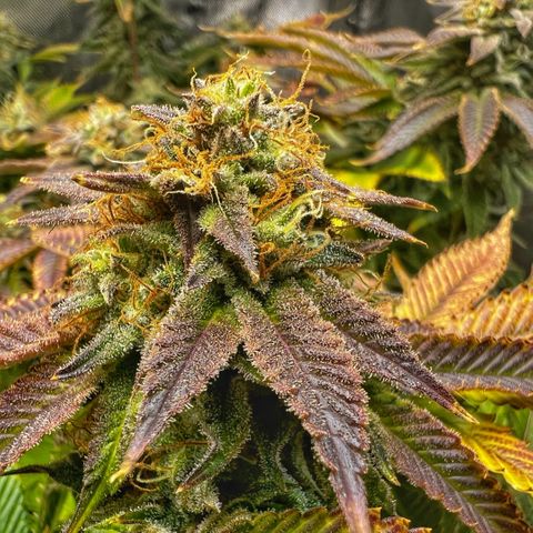Runtz growlog timeline photo