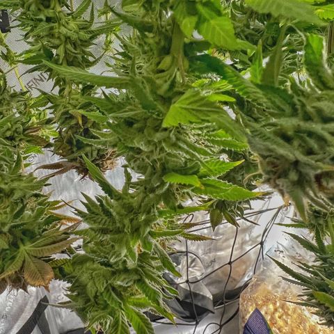 Runtz growlog timeline photo