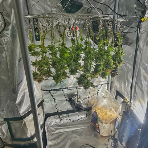 Runtz growlog timeline photo