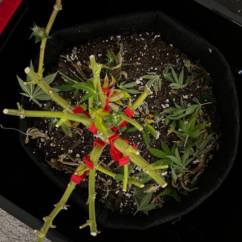 Runtz growlog timeline photo