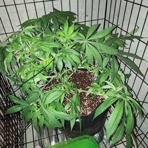 Smadi growlog timeline photo