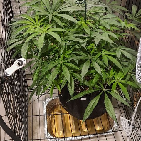 Smadi growlog timeline photo