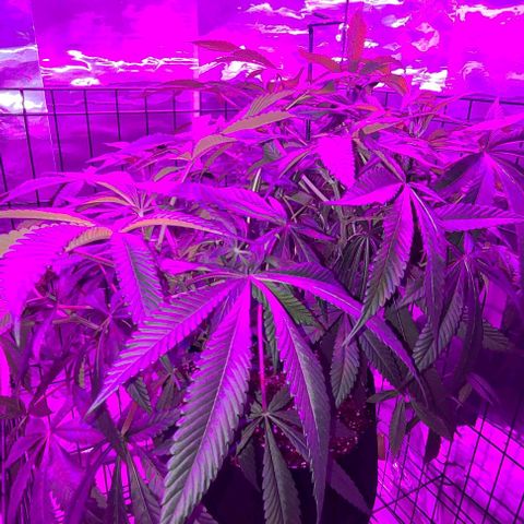 Smadi growlog timeline photo