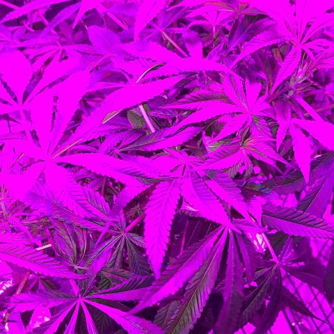 Smadi growlog timeline photo