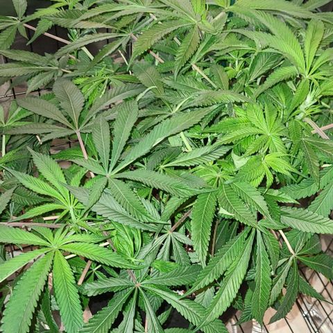 Smadi growlog timeline photo