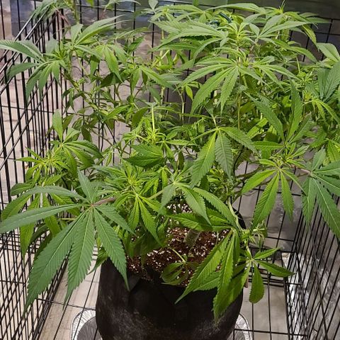 Smadi growlog timeline photo