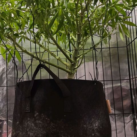 Smadi growlog timeline photo