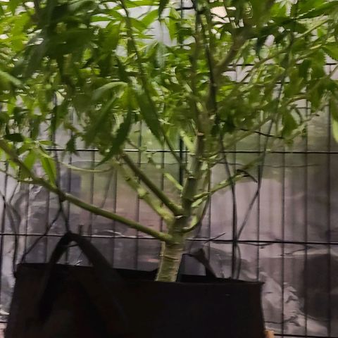 Smadi growlog timeline photo