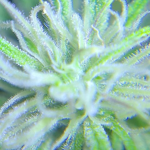 Smadi growlog timeline photo