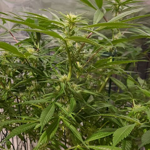 Smadi growlog timeline photo