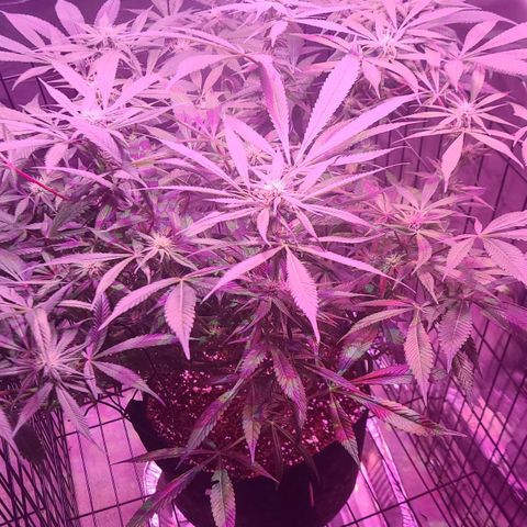 Smadi growlog timeline photo