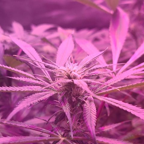 Smadi growlog timeline photo