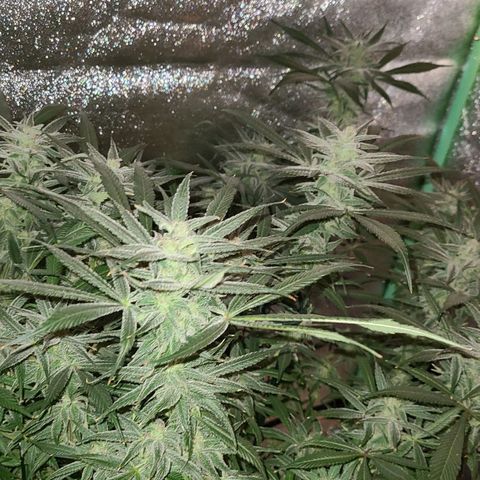 Smadi growlog timeline photo
