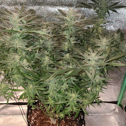 Smadi growlog timeline photo