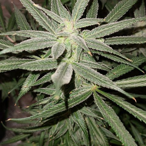 Smadi growlog timeline photo