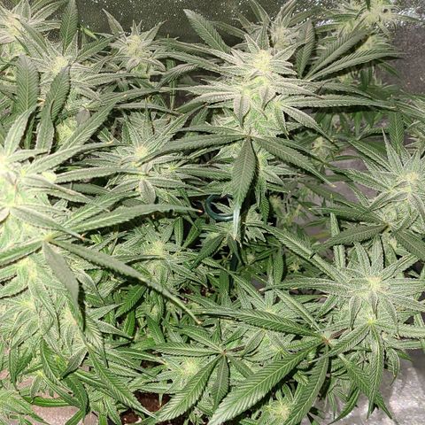 Smadi growlog timeline photo