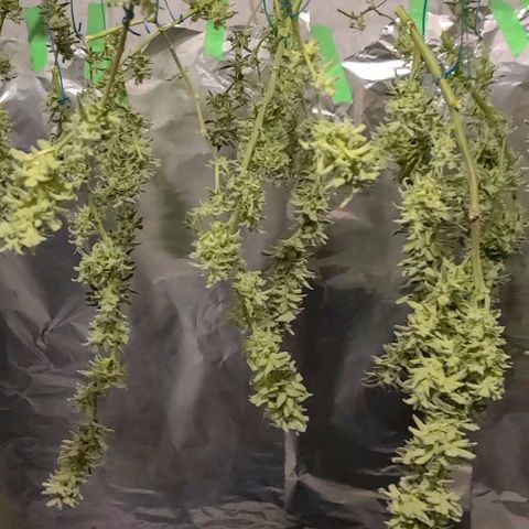 Smadi growlog timeline photo