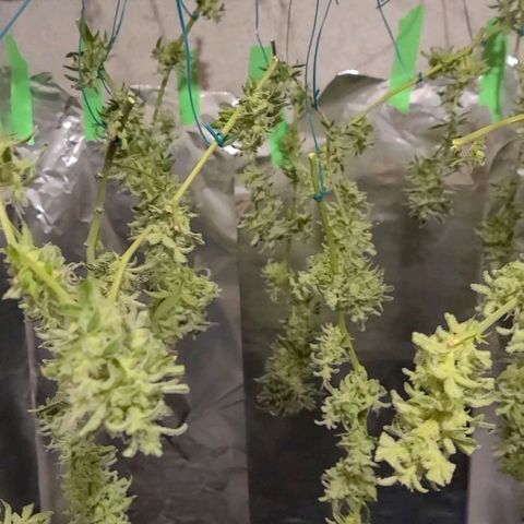 Smadi growlog timeline photo
