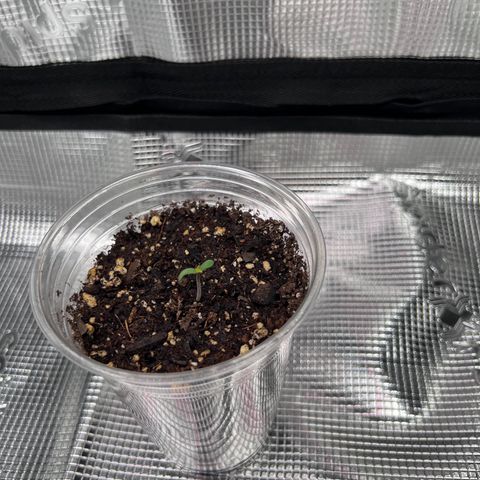 Coco melon - Canuk seeds growlog timeline photo