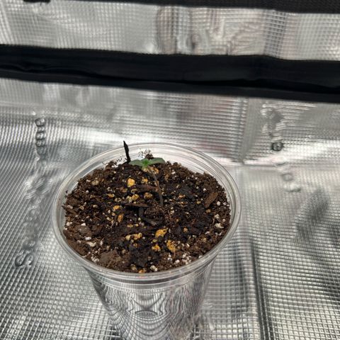 Coco melon - Canuk seeds growlog timeline photo