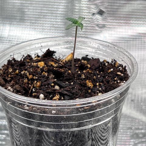 Coco melon - Canuk seeds growlog timeline photo