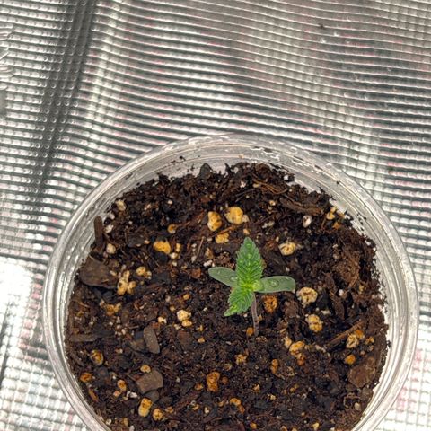 Coco melon - Canuk seeds growlog timeline photo