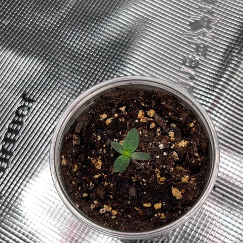 Coco melon - Canuk seeds growlog timeline photo