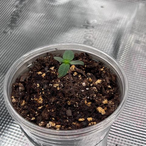 Coco melon - Canuk seeds growlog timeline photo