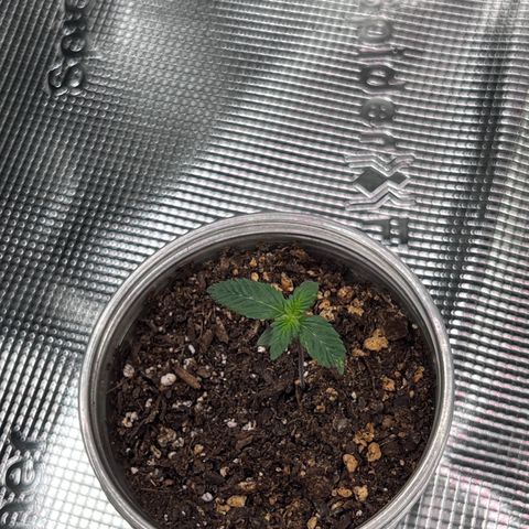 Coco melon - Canuk seeds growlog timeline photo