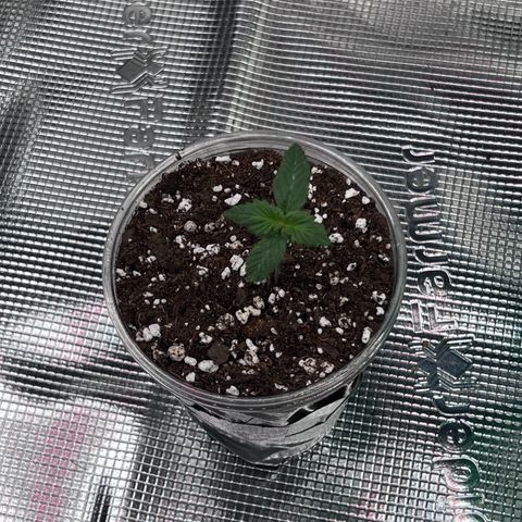 Coco melon - Canuk seeds growlog timeline photo