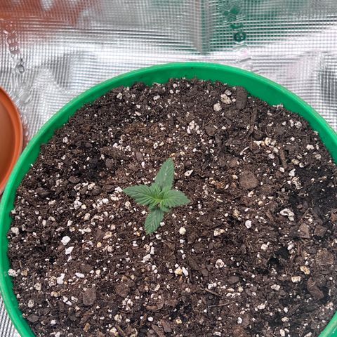 Coco melon - Canuk seeds growlog timeline photo
