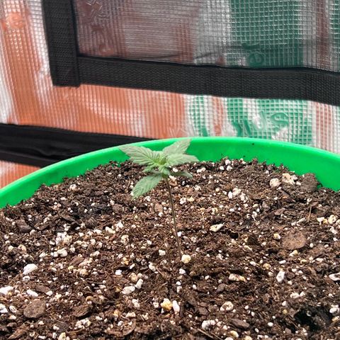 Coco melon - Canuk seeds growlog timeline photo