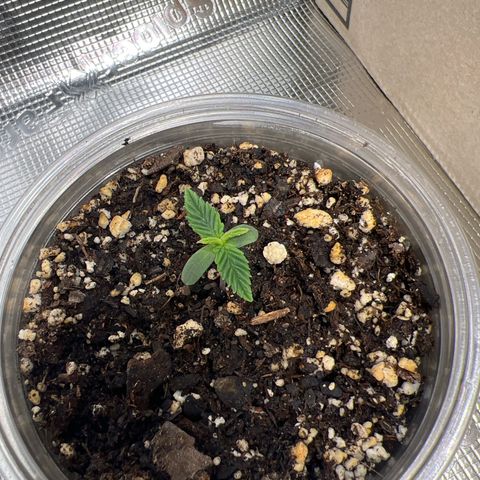 Gorilla glue #4 growlog timeline photo