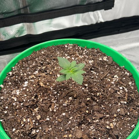Coco melon - Canuk seeds growlog timeline photo