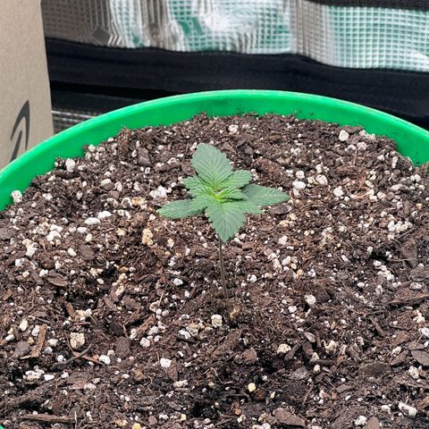 Coco melon - Canuk seeds growlog timeline photo