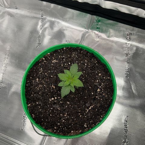 Coco melon - Canuk seeds growlog timeline photo