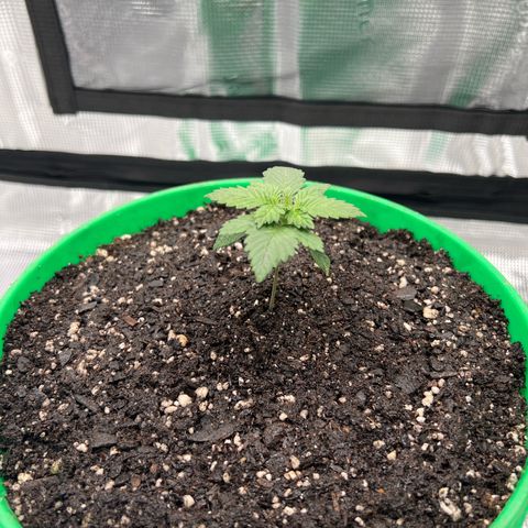 Coco melon - Canuk seeds growlog timeline photo