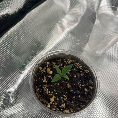 Gorilla glue #4 growlog timeline photo