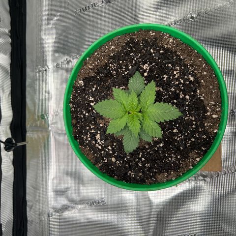Coco melon - Canuk seeds growlog timeline photo