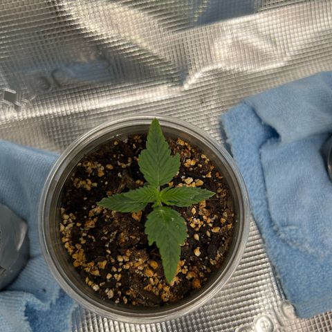 Gorilla glue #4 growlog timeline photo