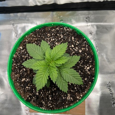 Coco melon - Canuk seeds growlog timeline photo