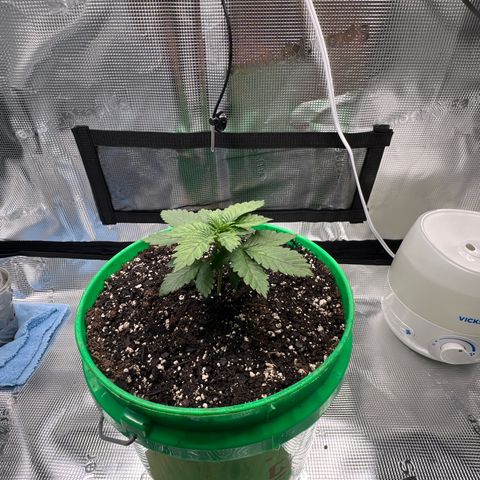 Coco melon - Canuk seeds growlog timeline photo
