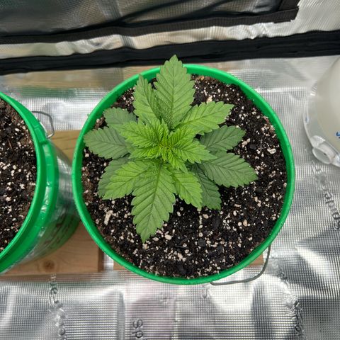 Coco melon - Canuk seeds growlog timeline photo