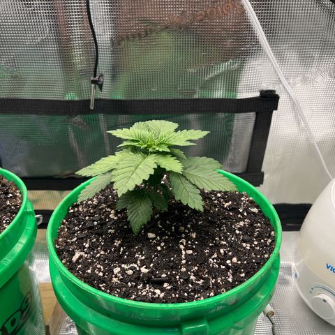 Coco melon - Canuk seeds growlog timeline photo